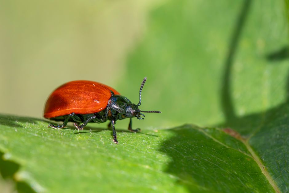 Digital marketing for pest control companies that book jobs