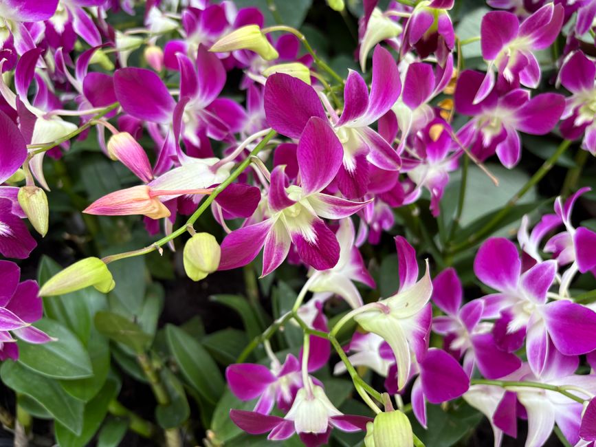 Google Ads cost and quality ranges for Garden Centres in Singapore