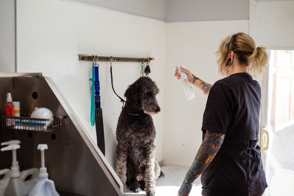 Google Ads mistakes costing Singapore pet groomers real money (and how to fix them)