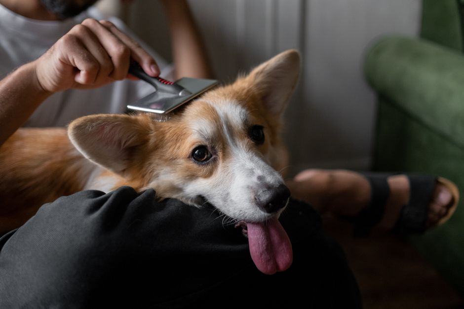 Google Ads mistakes that burn pet groomer budgets in SG