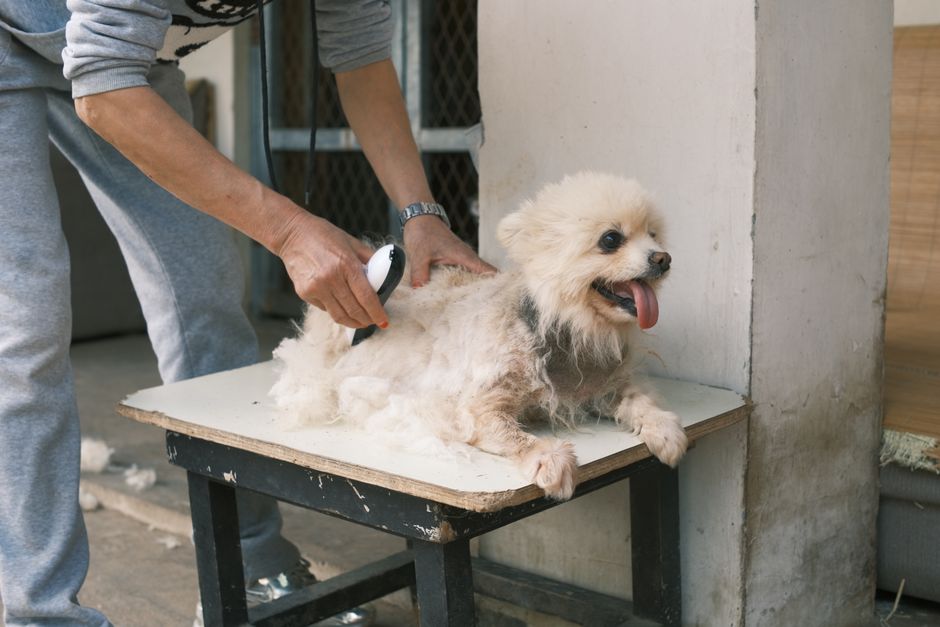 Google Ads Playbook for UK Pet Groomers: Fill the Diary, Not Just the Lead Sheet
