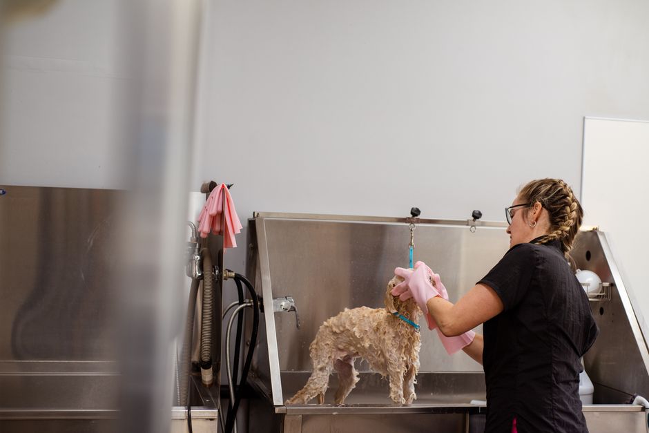 Google Ads playbook for pet groomers in the UK