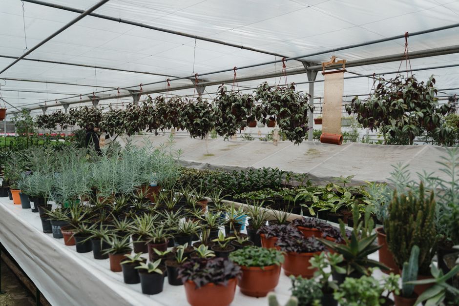 Google Ads that book garden centre jobs, not just forms