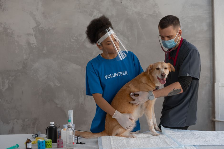 What Singapore pet owners decide in the first 10 seconds on your vet clinic site