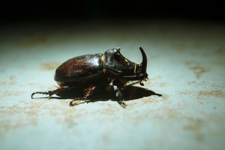 How Pest Control firms in Singapore fixed Meta leads that never booked