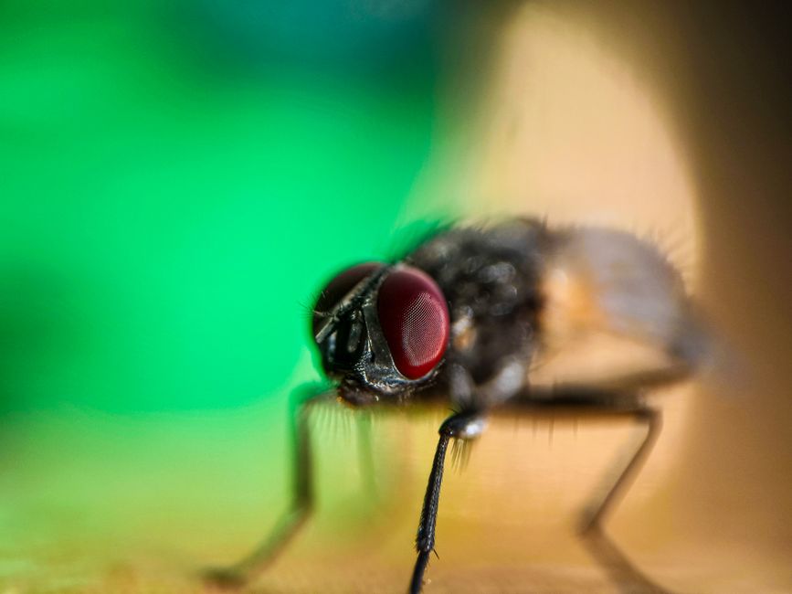 How Pest Control firms in Singapore fixed Meta leads that never booked