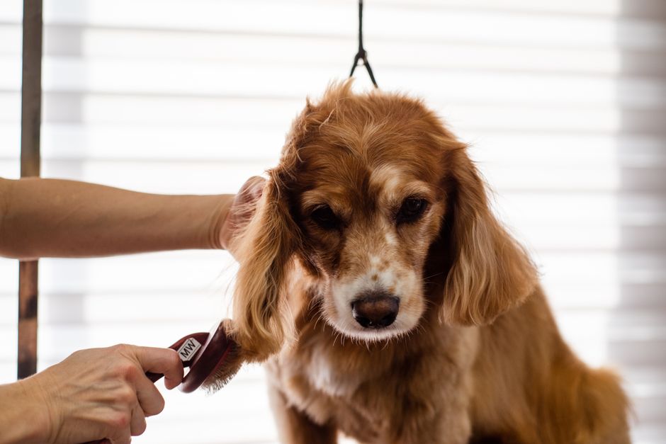 How Australian Pet Groomers Can Run Google Ads Without Wasted Clicks