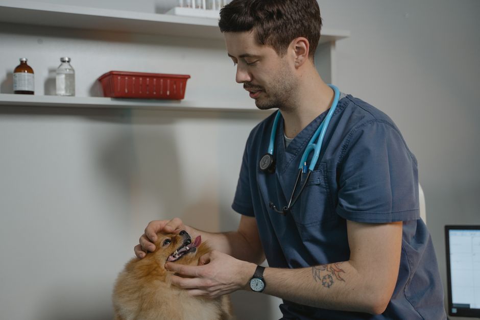 How to build a landing page that books vet appointments