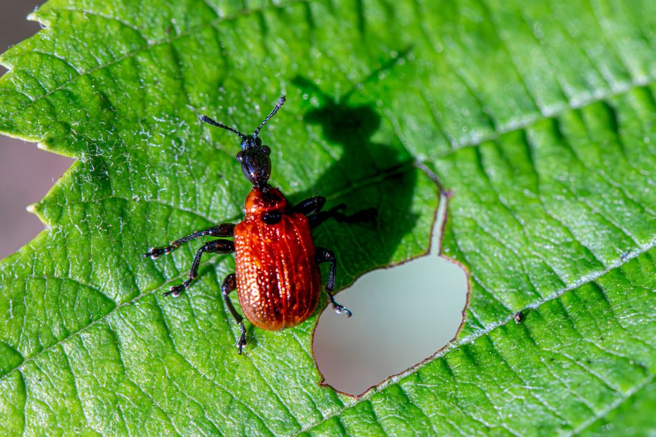 Meta ads for pest control companies in Australia