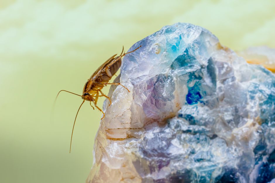 Meta Ads for Pest Control Companies