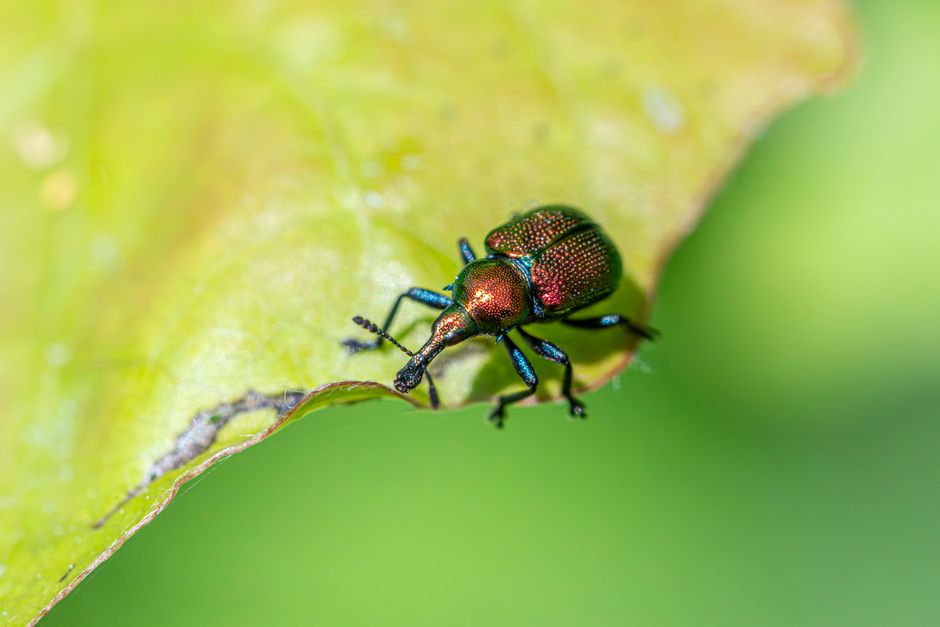 Meta Ads for pest control companies: a practical guide