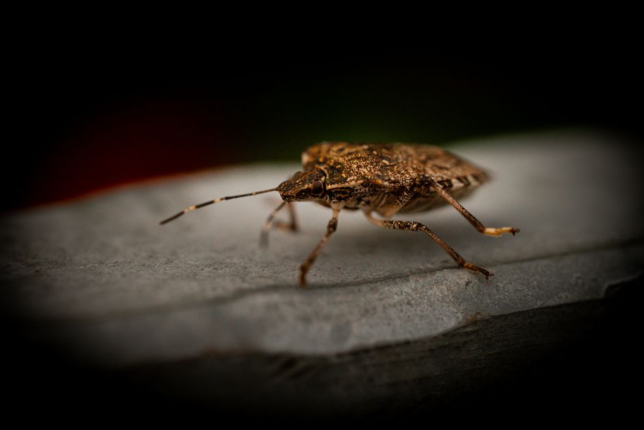 Meta Ads for Pest Control Companies in the UK: The Mistakes Burning Budget Before the Callout Books