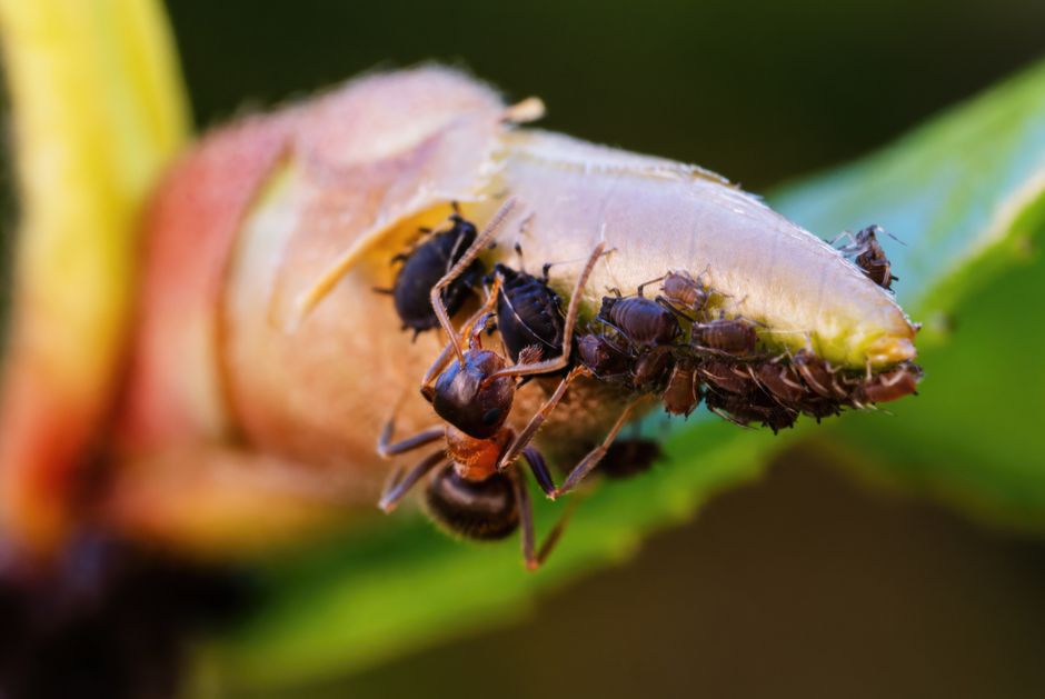 Meta Ads for Pest Control in Singapore