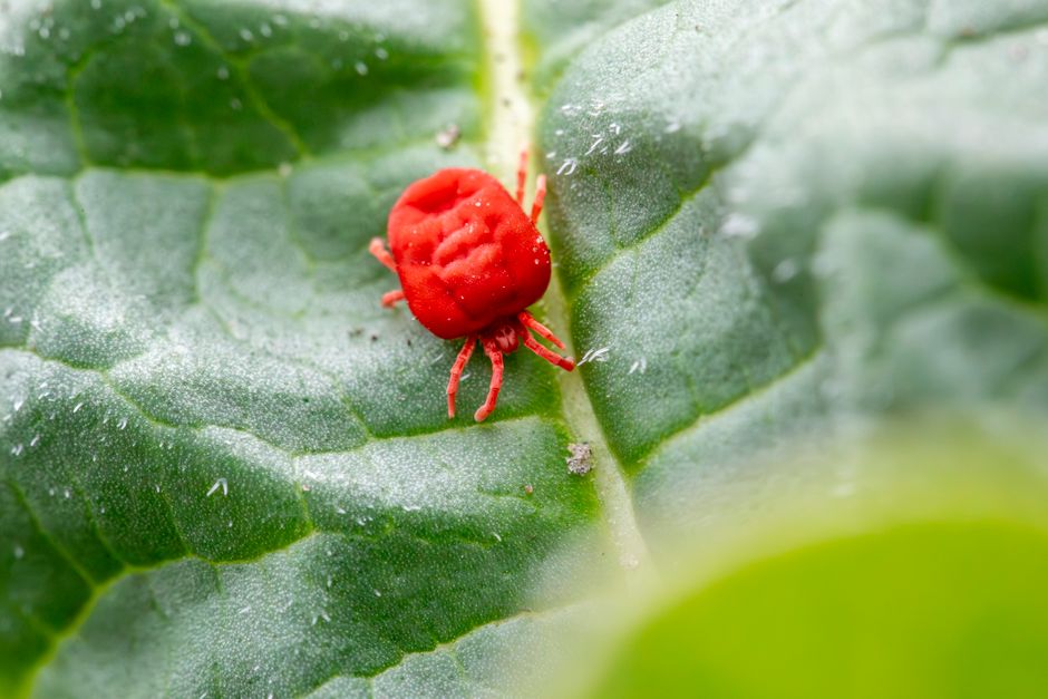 Meta Ads for Pest Control in Singapore