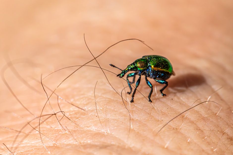 Meta Ads that work for UK pest control (and fail)
