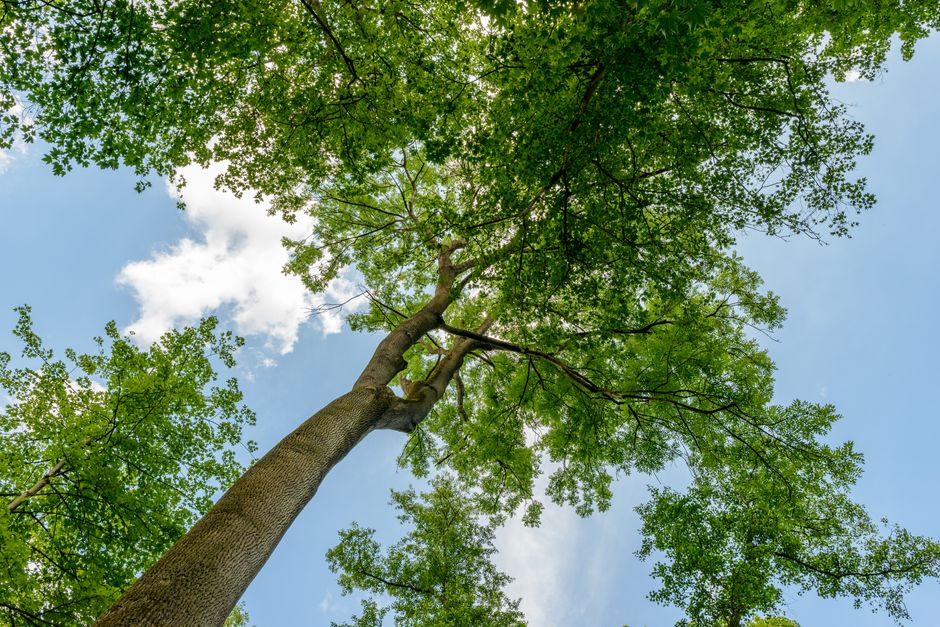 The Most Common SEO Mistakes Tree Service and Arborist Companies Make in the US