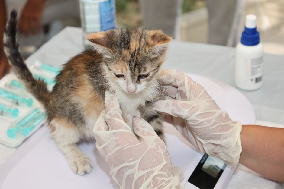 How to Turn Veterinary Clinic Web Inquiries into Booked Appointments