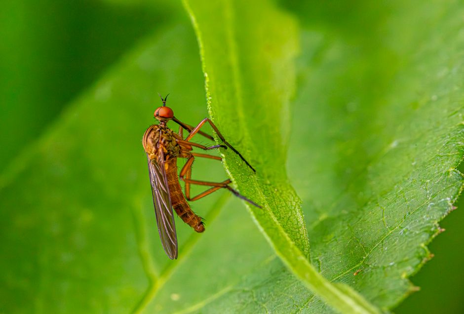 How Singapore pest control companies market without buying every click