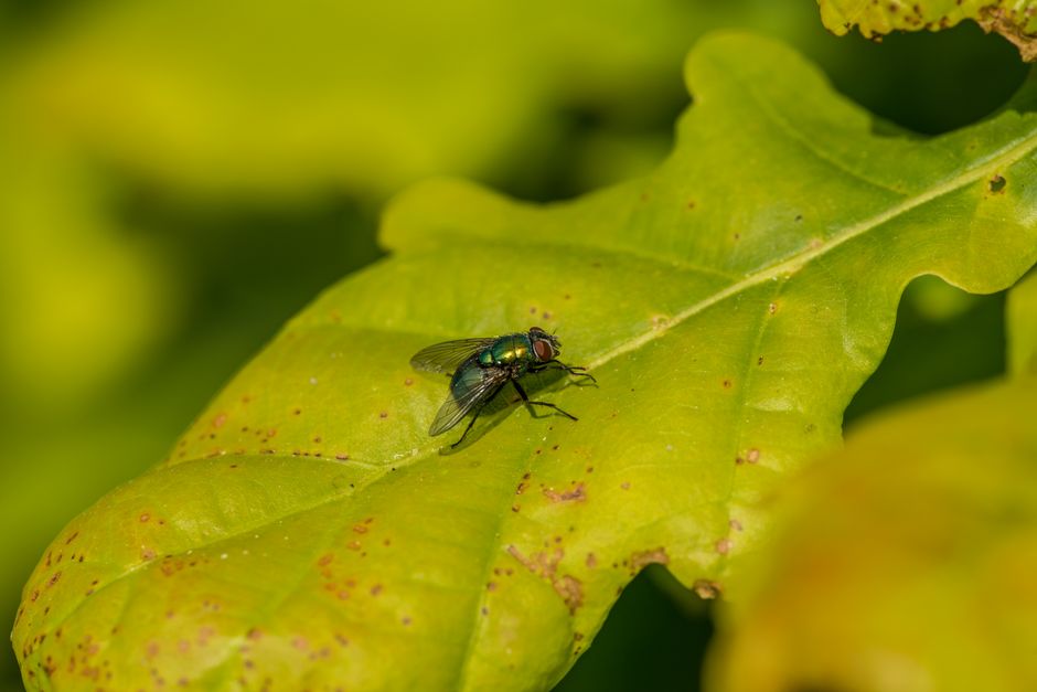 Pest Control Meta Ads checklist for marketers in the US