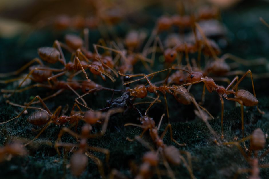 Pest control Meta Ads checklist for US marketers