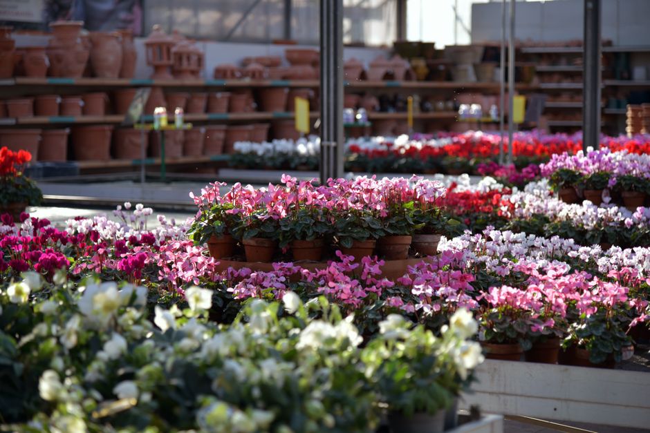 How Australian Garden Centres Should Run Google Ads (Without Funding Bunnings)