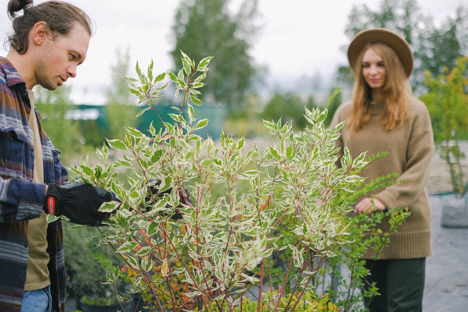 How Australian Garden Centres Should Run Google Ads (Without Funding Bunnings)