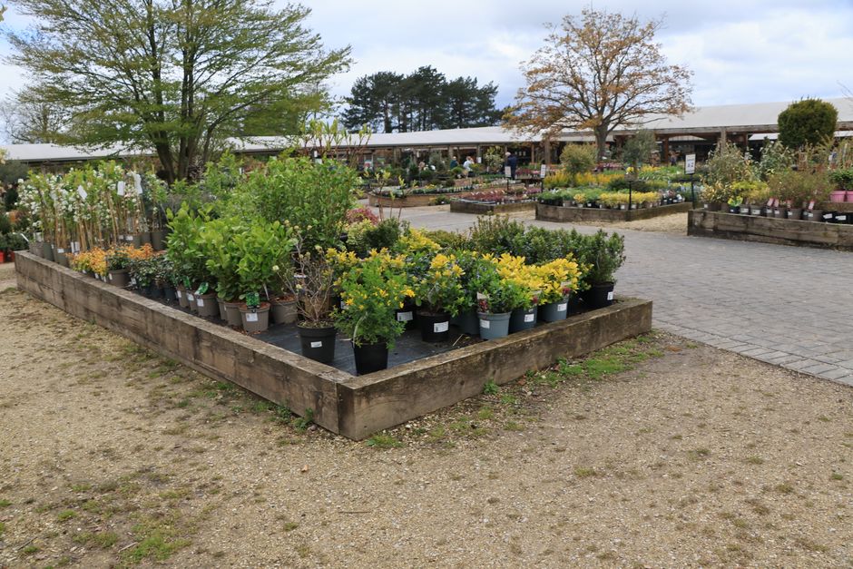 Photo by Jan Wright on Pexels Wide view of a plant nursery with diverse greenery in pots under cloudy sky. Photo by Jan Wright on Pexels