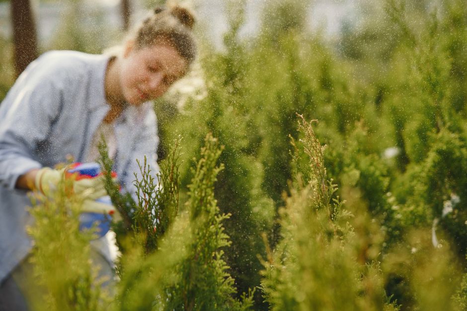 A gardener sprays water on bushes for fresh growth. Outdoor horticulture scene. Photo by Gustavo Fring on Pexels