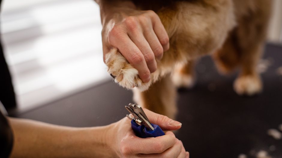 Photo by Goochie Poochie Grooming on Pexels A close-up view of pet grooming focusing on a dog's paw being trimmed with special scissors, highlighting care and precision. Photo by Goochie Poochie Grooming on Pexels