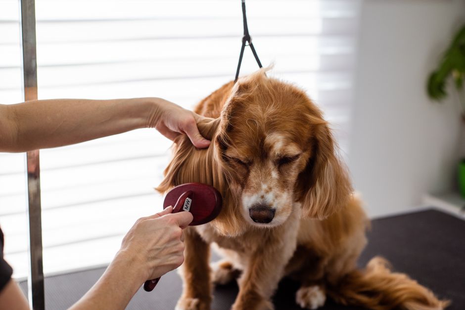 Photo by Goochie Poochie Grooming on Pexels A close-up of a Cocker Spaniel receiving grooming care indoors. Photo by Goochie Poochie Grooming on Pexels