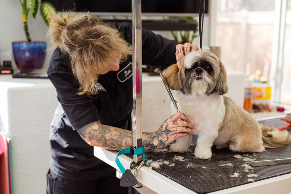 Real Google Ads Scenarios for US Pet Groomers (And What to Fix First)