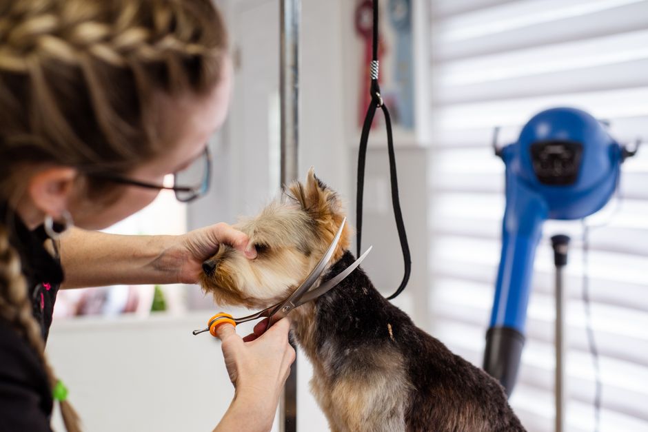 Real Google Ads Scenarios for US Pet Groomers (And What to Fix First)
