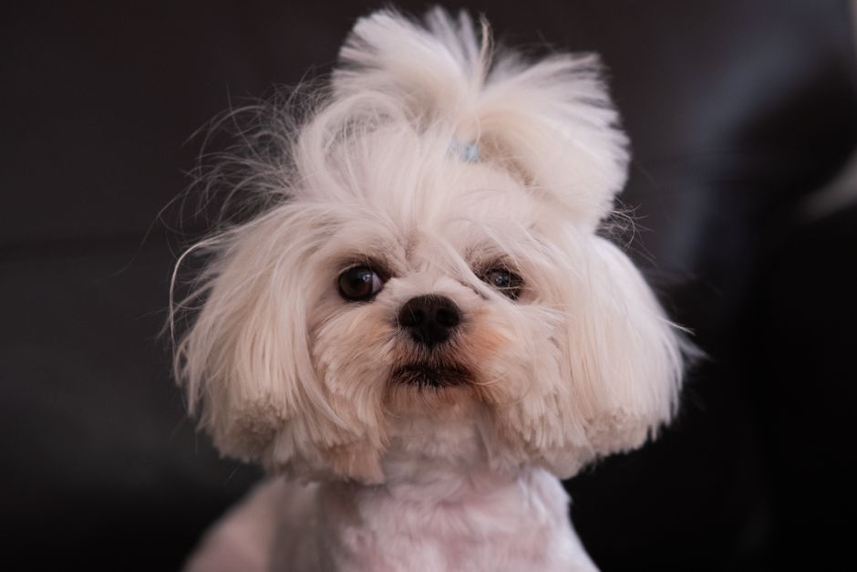 Real Google Ads scenarios for US pet groomers