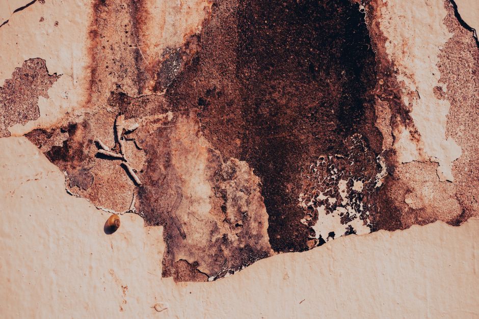 How search ads fill the calendar for mould remediation businesses in Australia