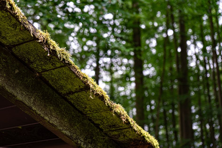 Photo by Jiří Dočkal on Pexels Moss-covered roof edge against a backdrop of tall green trees in a serene forest. Photo by Jiří Dočkal on Pexels