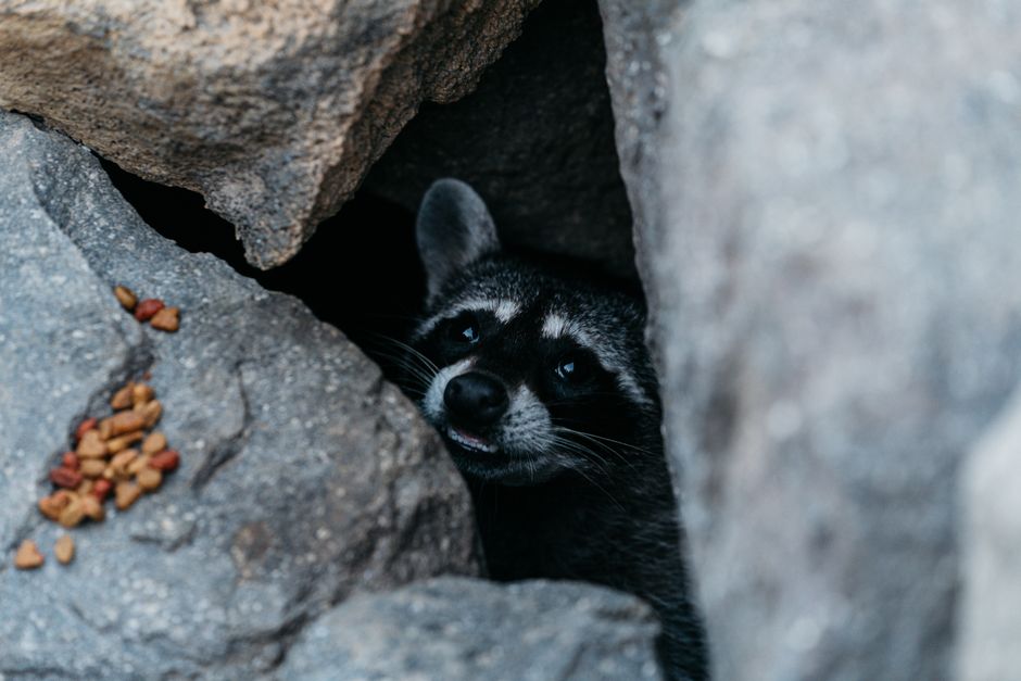 Six Meta Ads Mistakes Wildlife Removal Companies Keep Making