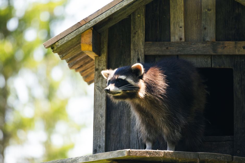 Social ads pitfalls for US wildlife removal marketers