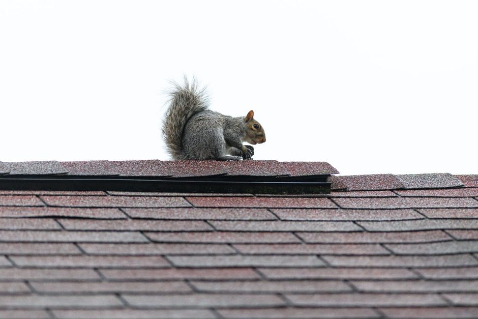 Squirrel perched on a rooftop against a pale sky. Photo by Jay Brand on Pexels