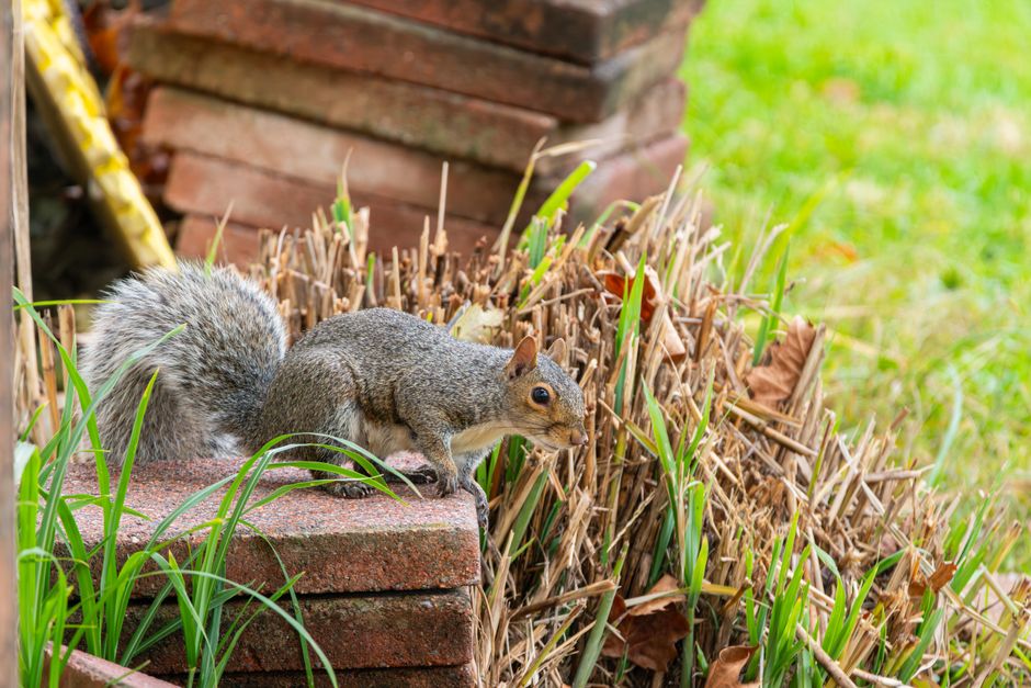 Social demand gen for UK wildlife removal on Meta