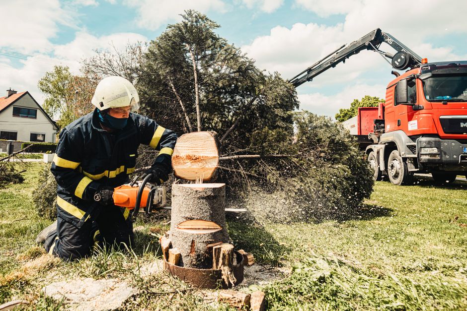 The SEO checklist for Australian tree services and arborists