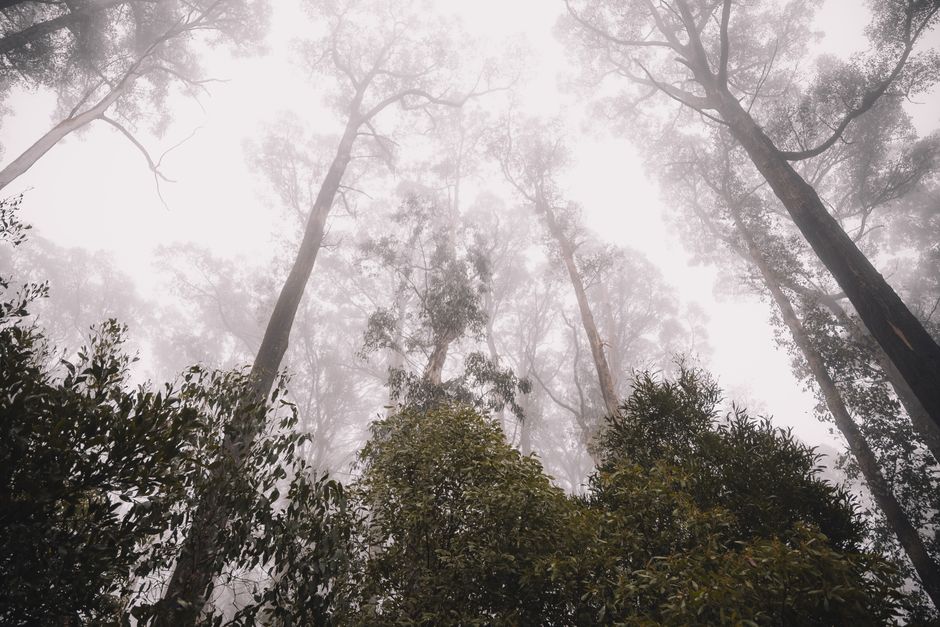 The SEO checklist for Australian tree services and arborists