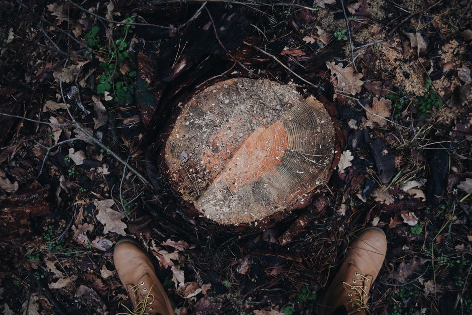 What good SEO looks like for UK tree services firms