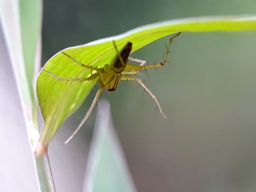 What Meta Ads can (and cannot) do for guttering companies in Australia