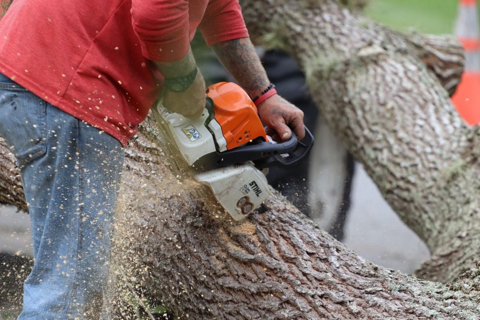 What works and wastes in SEO for tree service and arborist companies