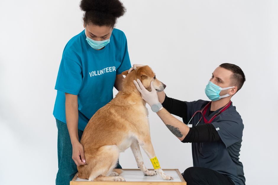 Why your vet clinic landing page gets traffic but few bookings