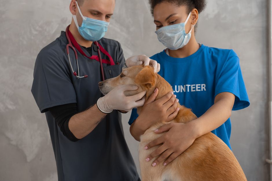 Why your vet clinic landing page gets traffic but few bookings