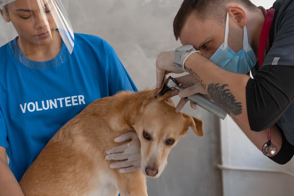 Why your vet clinic landing page gets traffic but few bookin