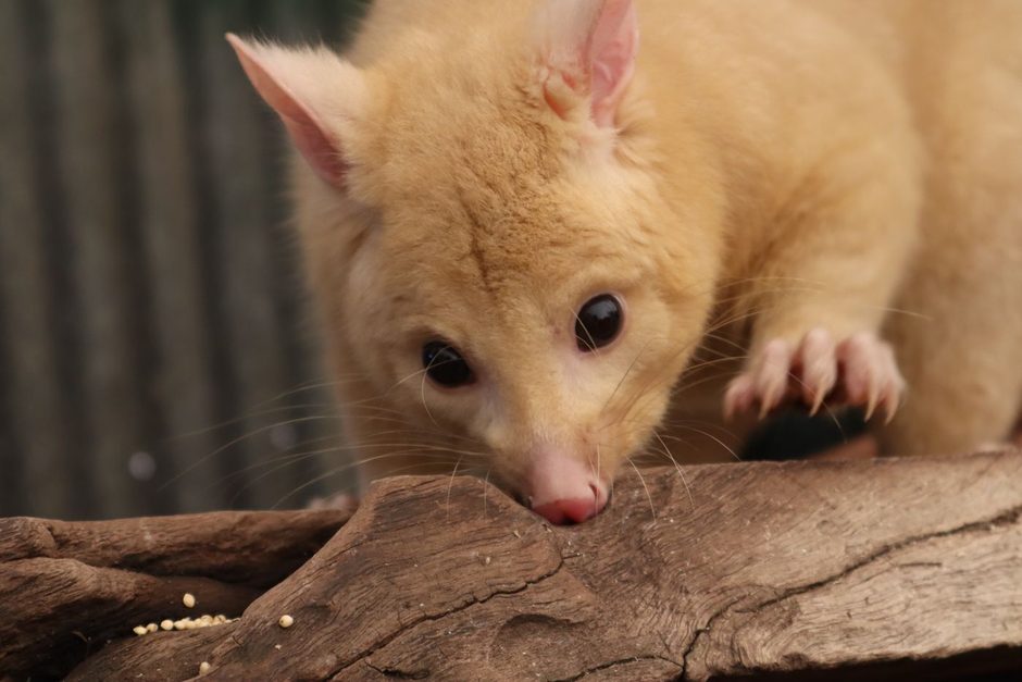 Close-up of a possum with pale fur perched on a branch. Photo by Michael Waddle on Pexels