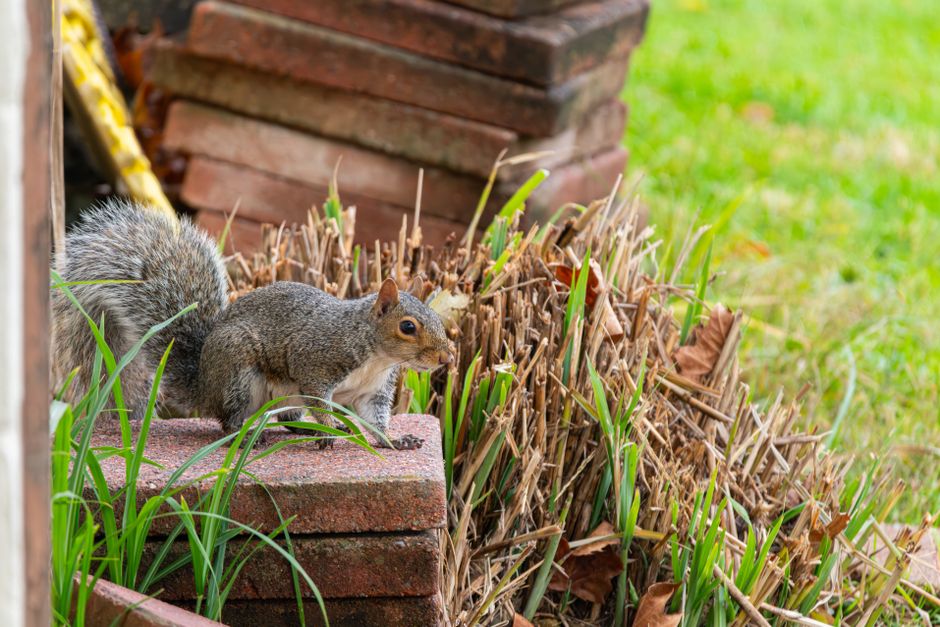 Wildlife removal Meta Ads checklist for Australian marketers