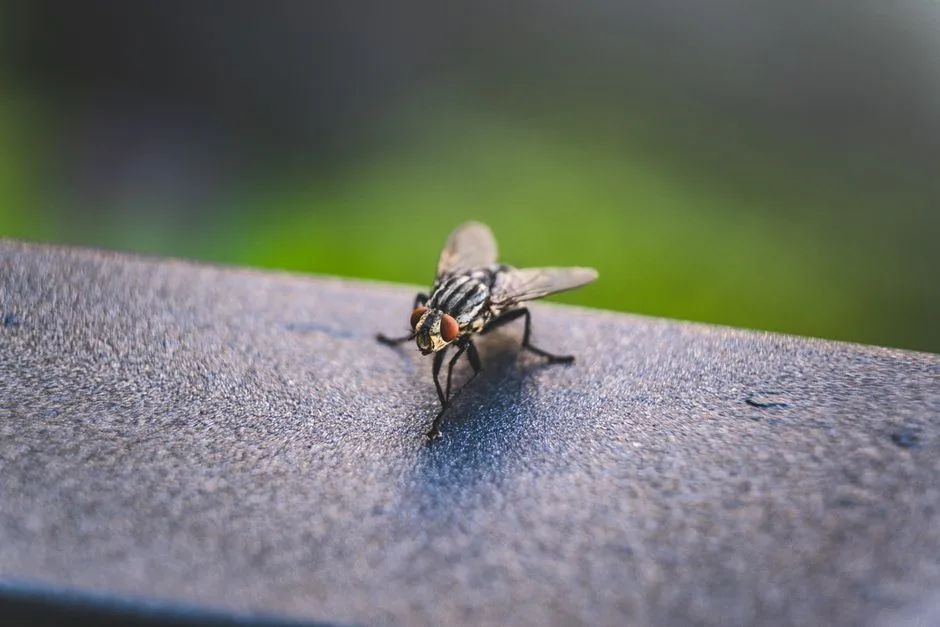 Detailed macro image of a housefly perched on a surface, showcasing its intricate features.